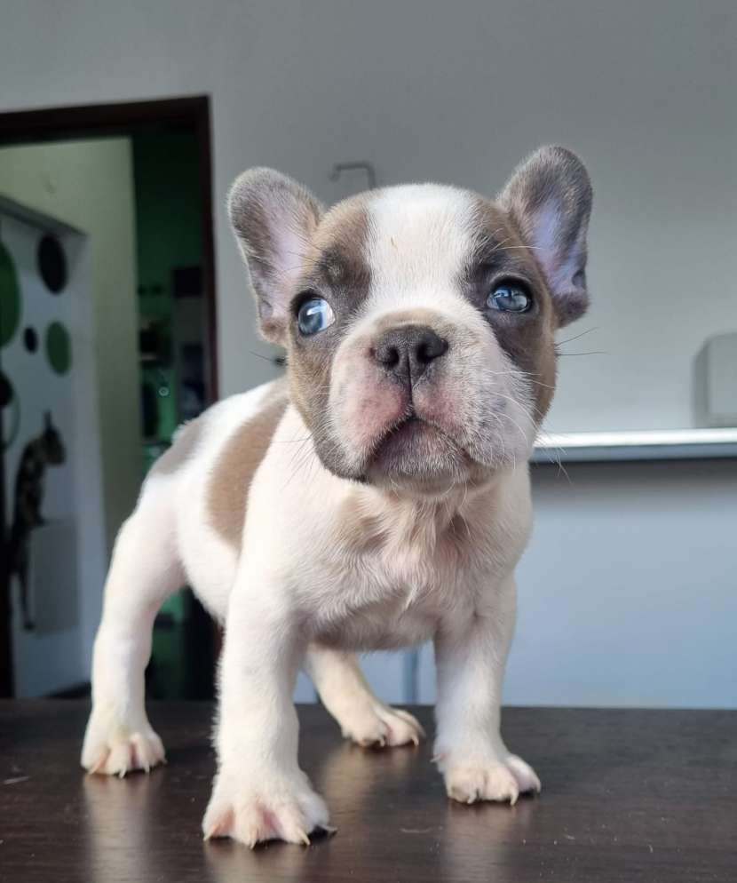Bulldog francés blue fawn pied macho