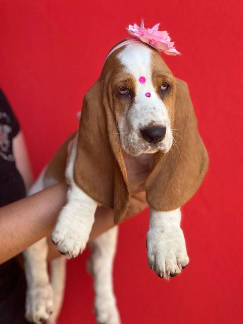 Basset hound hembra milagros08022003 ID 1504188